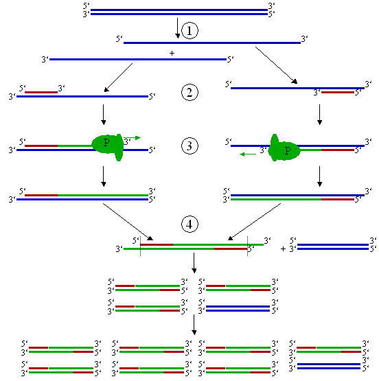 PCR là gì